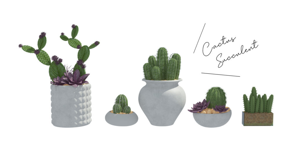 サボテンと多肉植物