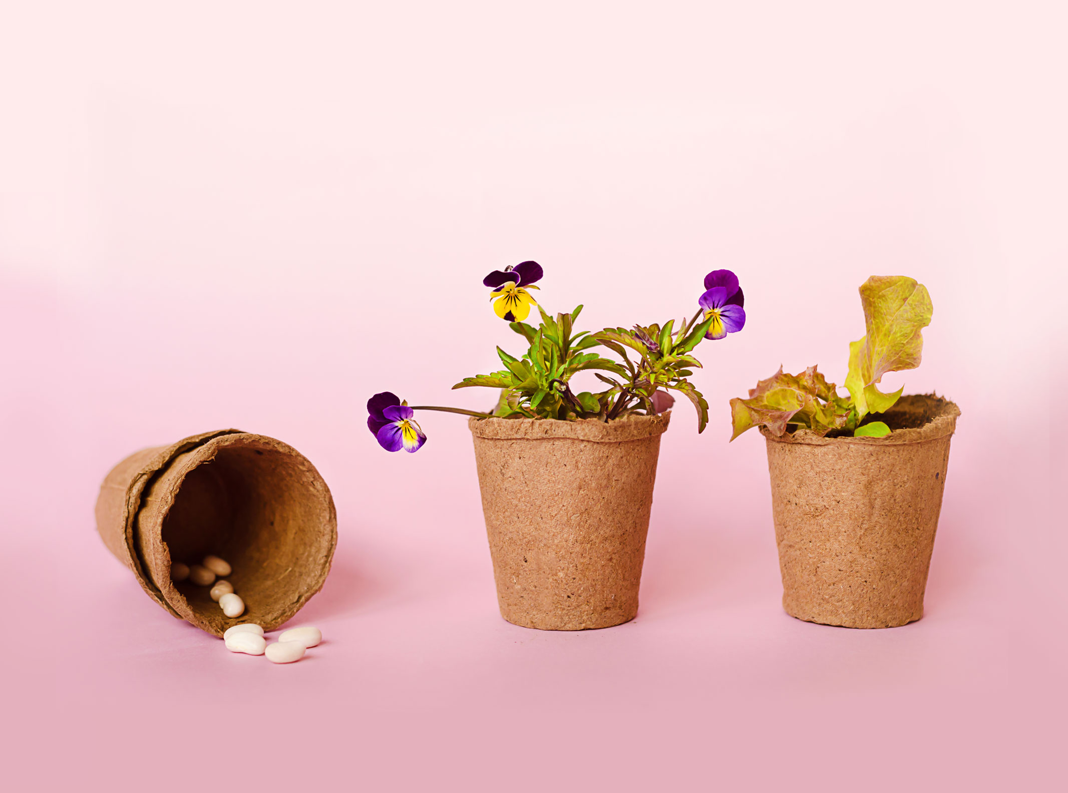 ベランダガーデニング